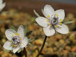 Eranthis Pinnatifida Seed Pods Flowers Plants
