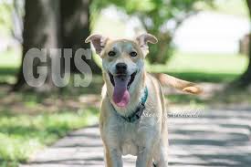 Gorgeous Gus He Walks Well On A Leash N Gets Along With Other Dogs Hasnt Been Cat Tested Located In Macon Ga Email Allaboutanima Dogs Animal Rescue Animals