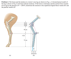The peroneals are two muscles attaching along the outer edge of the lower leg. Solved Problem 4 The Bones And The Tendons In A Horse S Chegg Com