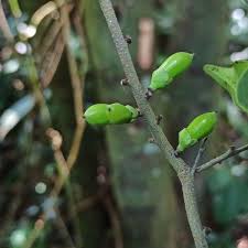 Image result for Diospyros ferrea