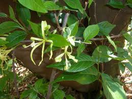 Image result for Turraea floribunda