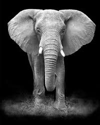 Il en ressort en effet, une beauté majestueuse de cet éléphant et de cet éléphanteau. Peinture Par Numeros Elephant Noir Et Blanc Tableau D Art
