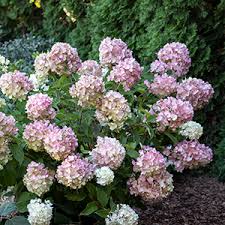 Bar harbor, a new compact variety of annabelle hydrangea arborescens with white flower heads and zone 3 hardiness, and hamptons, a reblooming. Designing With Seaside Serenade Hydrangeas Pahl S Market Apple Valley Mn