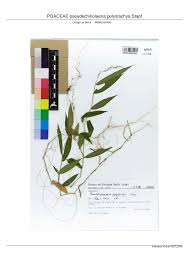 Image result for Pseudechinolaena polystachya