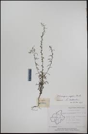 Image result for Micrargeria