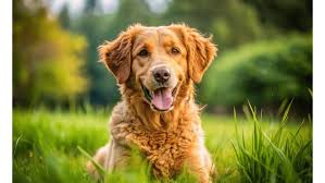 Image result for curly coated retrívr