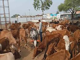 Top Cowshed in Ganesh Talai