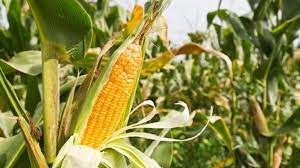 Maize, zea mays, is an annual grass in the family poaceae and is a staple food crop grown all over the world.the maize plant possesses a simple stem of nodes and internodes. A Way Of Restoring The Battered Image Of The Maize Crop Irrigazette