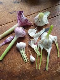 We did not find results for: New Season Garlic Is Full Of Health Benefits Learn What They Are