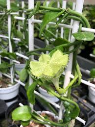 Image result for Ceropegia chlorantha