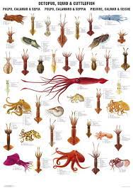 Squid Octopus Cuttlefish Species Poster Ocean Creatures Marine Animals Octopus