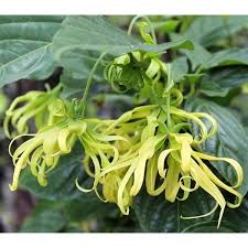 Pokoknya agak tinggi, berdaun lebar dan berbatang keras. Fragrance Flower Pokok Bunga Kenanga Cananga Odorata Live Plant Bunga Wangi Balconygarden Shopee Malaysia