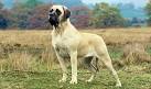 Mastiff Dog Breed Profile | Petfinder