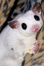 Derpy Kaylee Female 11 Most True Platinum Mosaic Sugar Glider Imgur
