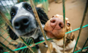 The south jersey regional animal shelter is committed to placing our animals in safe, loving homes. Homeward Bound Shelters Dogs Displaced By Hurricane Dorian Camden County Nj