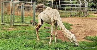 Sorry, forgot to mute the slow motion bit!!! Zoo Is Accused Of Animal Cruelty After Picture Of Malnourished Camel Goes Viral