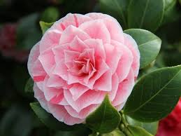 Camellia Plant With A Pink Flower On The Evergreen Shrub In Spoken Garden S Camellia Plant Profile Camellia Plant Flowering Bonsai Tree Plants