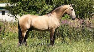 Equivalent to buck +‎ skin. Pre Horse Buckskin For Sale Top Quality Cod 17753 Iberian Horses Pre Horses For Sale