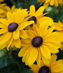 Image result for Renealmia susanneae-katziae