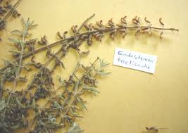 Image result for Endostemon tereticaulis