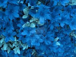 Blue Azaleas Azalea Flower Azaleas Blue Plants