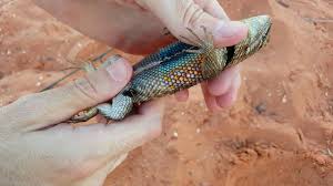 We did not find results for: Huge Desert Spiny Lizard Catching Reptile Amphibian Pets Az Ut Ca Usa Herping Youtube