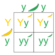 punnett square wikipedia