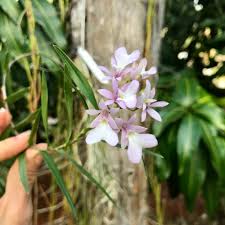 Image result for Epidendrum