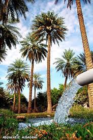 Alhasa Oasis واحة الأحساء By عبدالعزيز البقشي Via Flickr Travel To Saudi Arabia Saudi Arabia Culture Palm Trees Garden