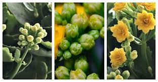 Kalanchoe Blossfeldiana Care How To Grow Florist Kalanchoe Kalanchoe Blossfeldiana Seed Starting Mix Plants