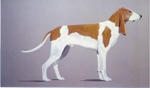 Image result for lucernský honič