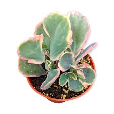 Image result for Kalanchoe dyeri