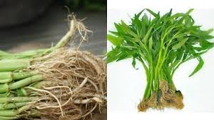 Membantu dalam mobilitas survei ini dan. Berita Kesehatan Cara Mengobati Ambeien Manfaatkan Akar Kangkung Jus Lidah Buaya Tanaman Mujarab Halaman 3 Tribun Medan