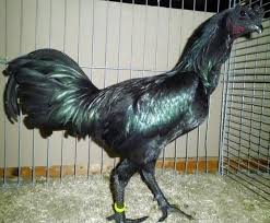 Lutticher Zwergkampfer Schwarz Luttich