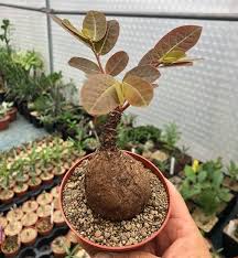 Image result for Phyllanthus beillei