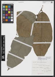 Image result for Agelanthus krausei