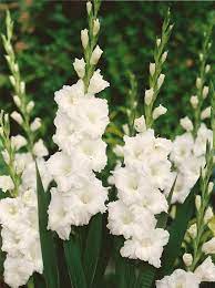Pin By Julie On Language Of Flowers Gladiolus Flower Lily Seeds Bulb Flowers