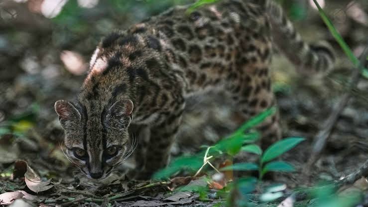 Tiny wild cat newly identified as a species draws curious visitors in  Bolivia | Fox 8 Cleveland WJW