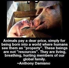 Pin By Kathy Aker On Animals With Us Not For Us Vegan Quotes Animal Quotes Animal Abuse