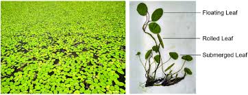 Image result for Brasenia schreberi