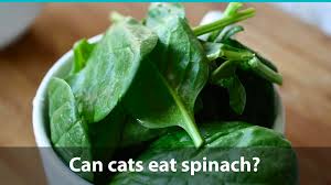 In general, cats can eat most vegetables and they are perfectly fine as part of a balanced diet. Can Cats Eat Spinach Or Is It Bad For Them
