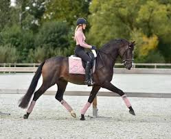 Equestrian tour on traditional local breed, icelandic horses in skaftafell mountains of iceland. Equestrian Stockholm Dressurschabracke Pink Pearl Lepona De
