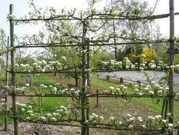 An espaliered fruit tree has numerous horizontal branches running from a single central trunk. Pleached Conference Pear Tree