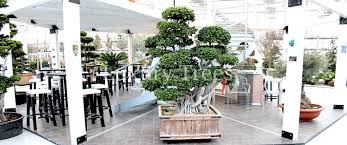 Harecdie blätter fallen alle ab trotz richtige pflege. Zimmerbonsai Luxurytrees Osterreich