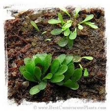 Image result for Genlisea