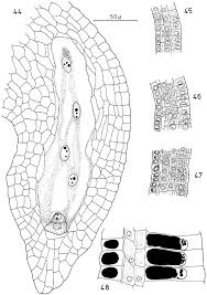Image result for Lophiocarpus polystachyus
