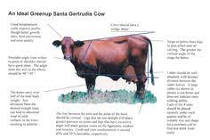 The breeds selected to form the genetic pool were hereford, angus, africander and santa gertrudis. 10 Our Cows Santa Gertrudis Ideas Cattle Beef Cattle Livestock