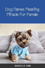 96 Extraordinary Dog Names Meaning Miracle Dogvills In 2020 Dog Names Beautiful Dog Names Beautiful Dogs