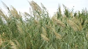 Image result for Arundo