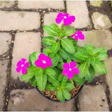 Villa kota bunga vinca befindet sich in cipanas. Harga Tanaman Vinca Terbaik Taman Perlengkapan Rumah Juni 2021 Shopee Indonesia